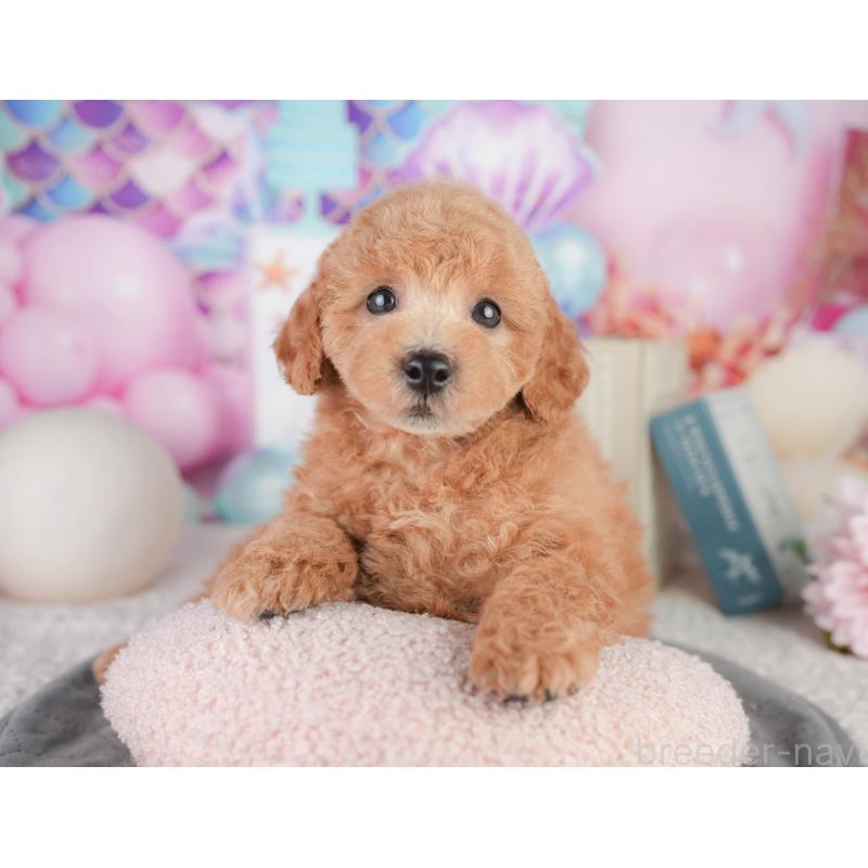 販売中の千葉県のトイプードル-449874