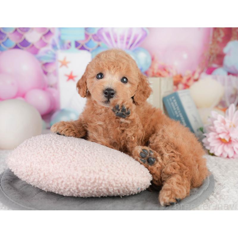 販売中の千葉県のトイプードル-449874の11枚目