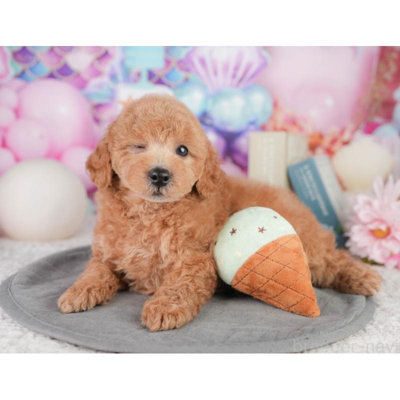 販売中の千葉県のトイプードル-449874の10枚目