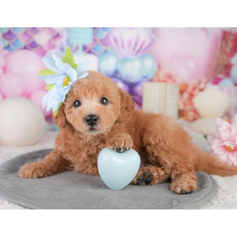 販売中の千葉県のトイプードル-449874の9枚目