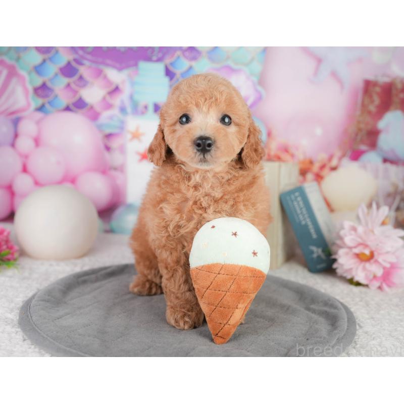 販売中の千葉県のトイプードル-449874の7枚目