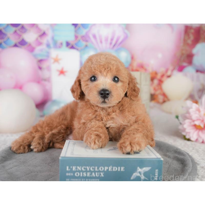 販売中の千葉県のトイプードル-449874の6枚目