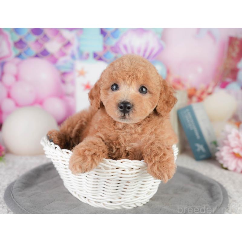 販売中の千葉県のトイプードル-449874の5枚目