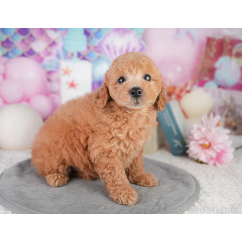 販売中の千葉県のトイプードル-449874の4枚目