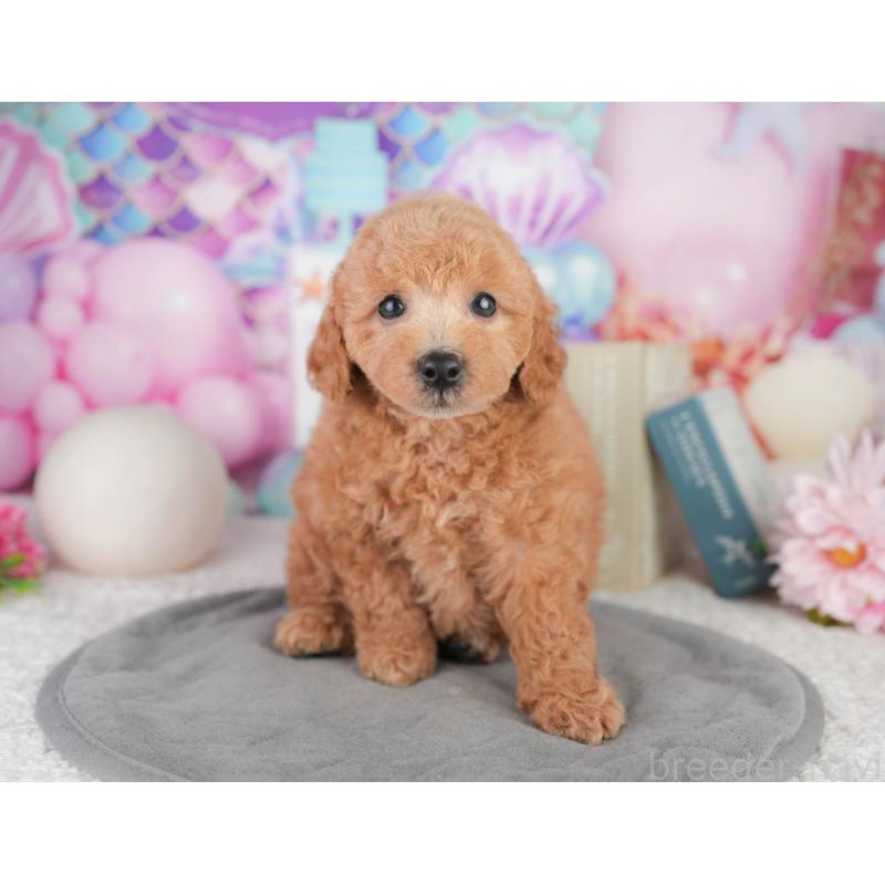 販売中の千葉県のトイプードル-449874の3枚目