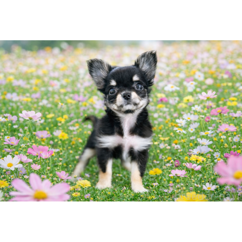 販売中の京都府のチワワ(ロングコート)-441302の2枚目