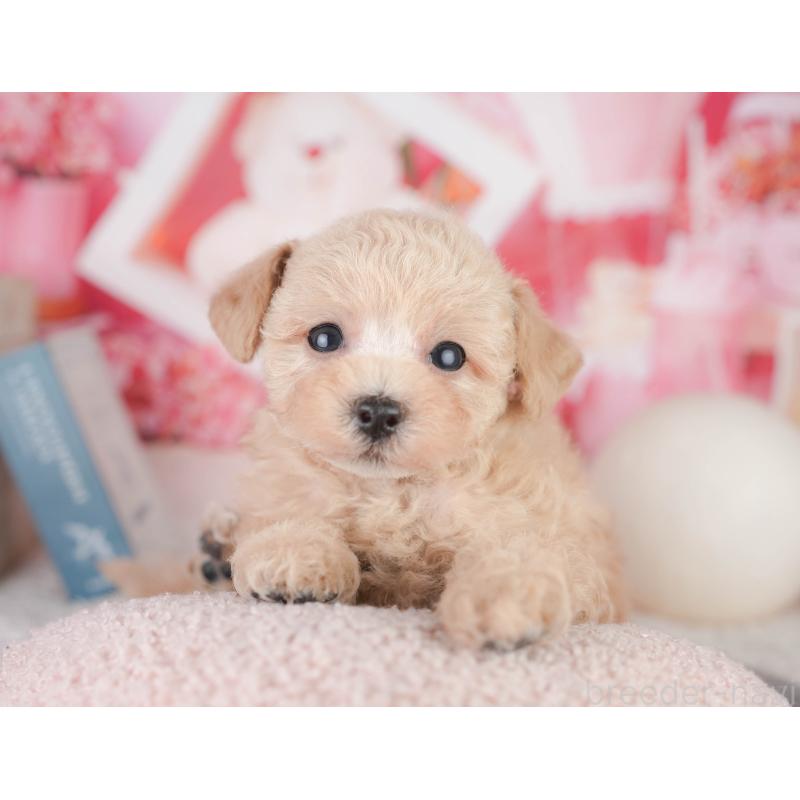 販売中の千葉県のトイプードル-449871