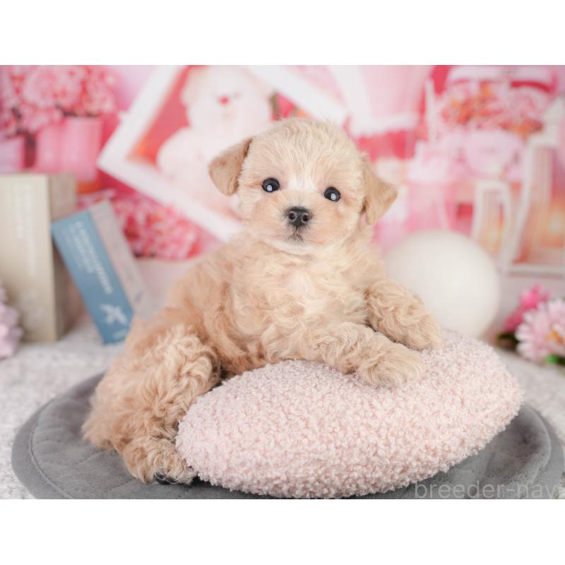 販売中の千葉県のトイプードル-449871の11枚目