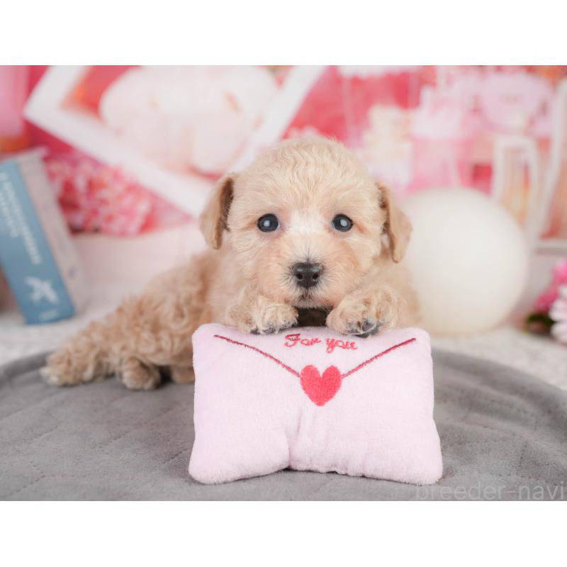 販売中の千葉県のトイプードル-449871の10枚目