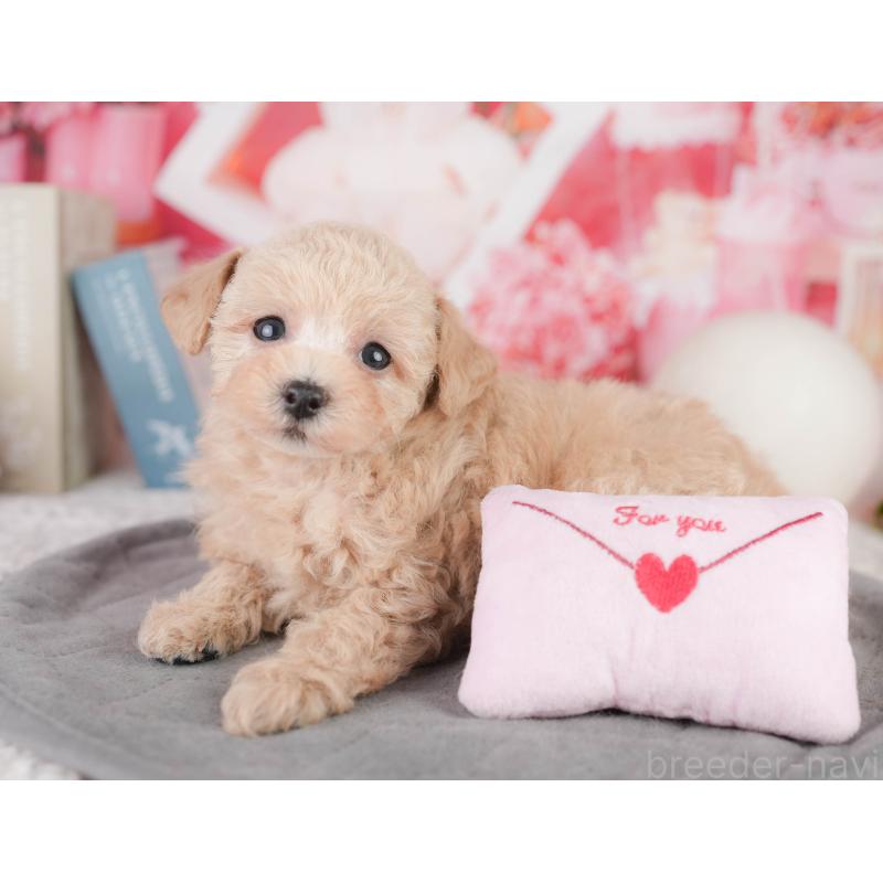 販売中の千葉県のトイプードル-449871の9枚目