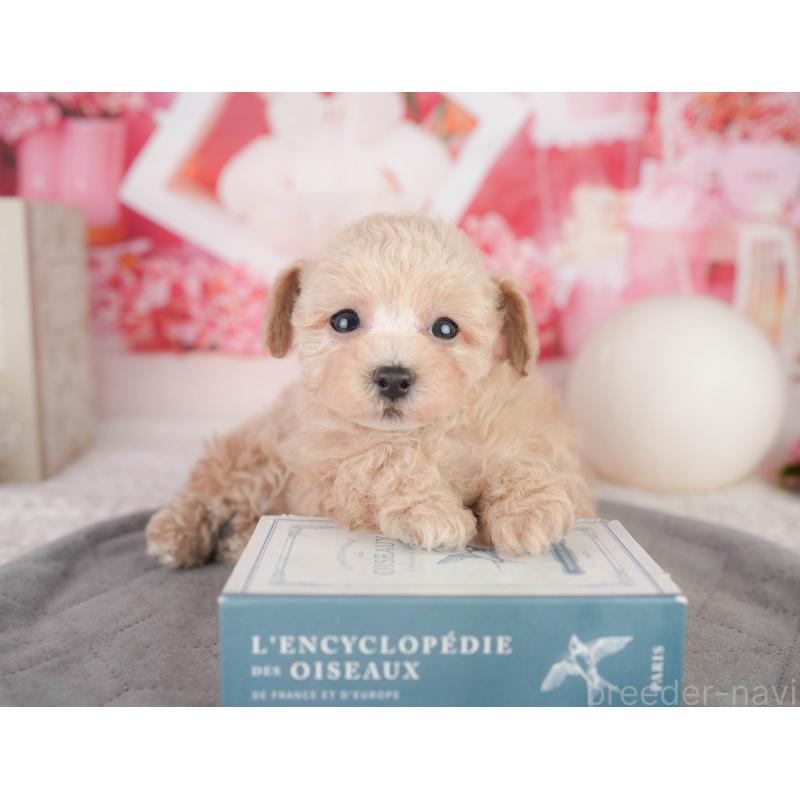 販売中の千葉県のトイプードル-449871の8枚目