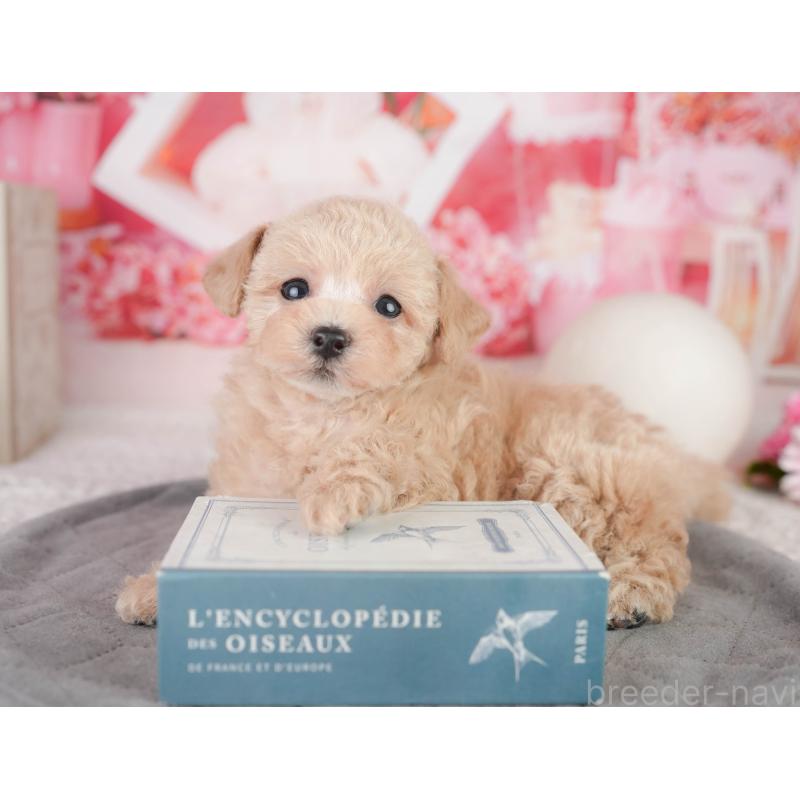 販売中の千葉県のトイプードル-449871の7枚目