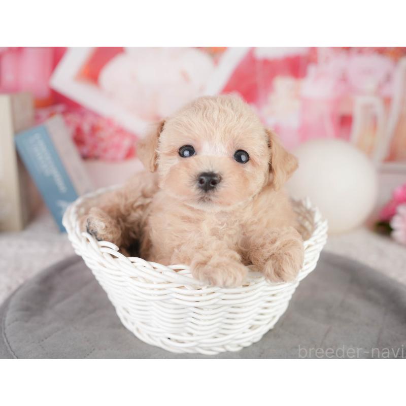 販売中の千葉県のトイプードル-449871の6枚目
