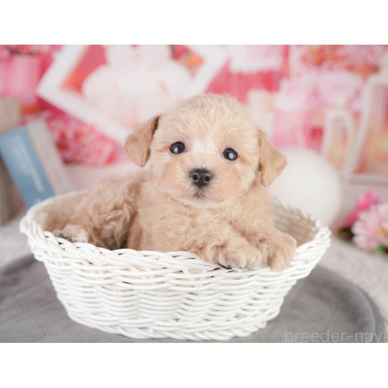 販売中の千葉県のトイプードル-449871の5枚目