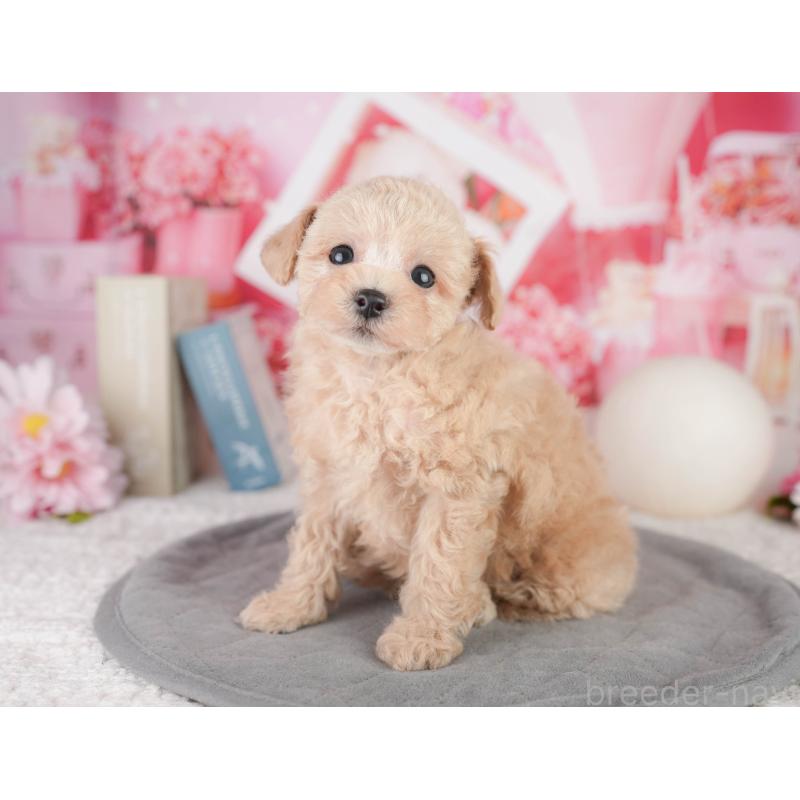 販売中の千葉県のトイプードル-449871の4枚目