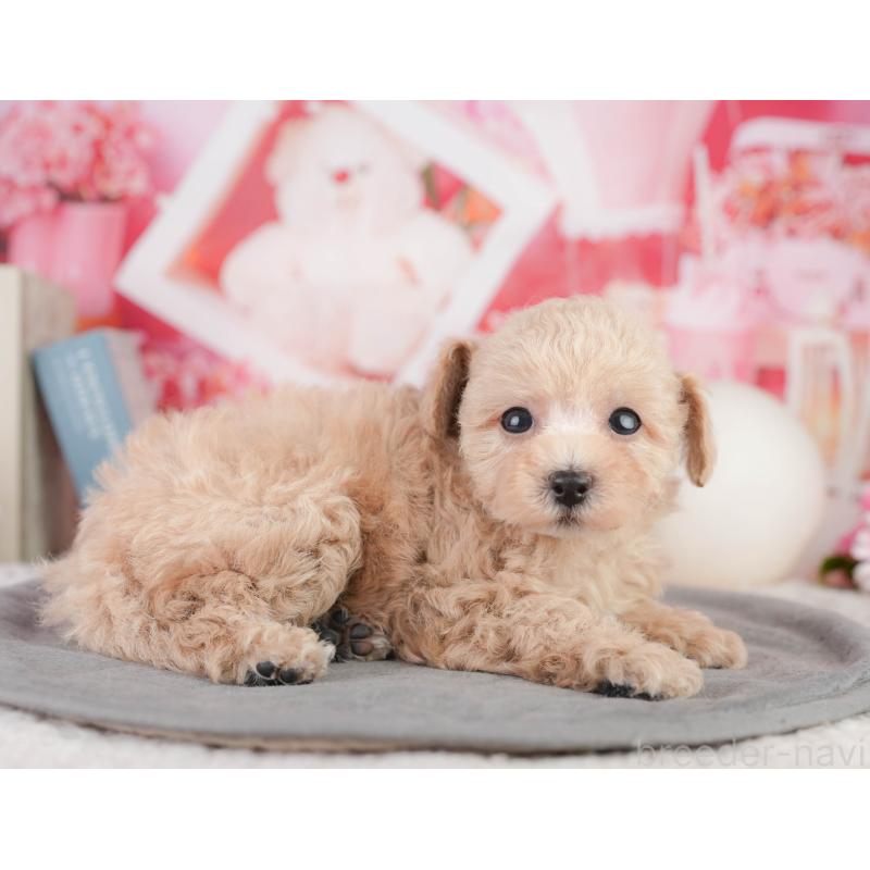 販売中の千葉県のトイプードル-449871の3枚目