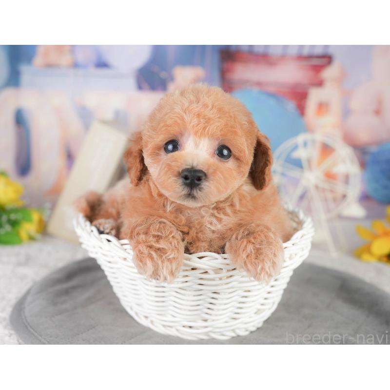 販売中の千葉県のトイプードル-449870