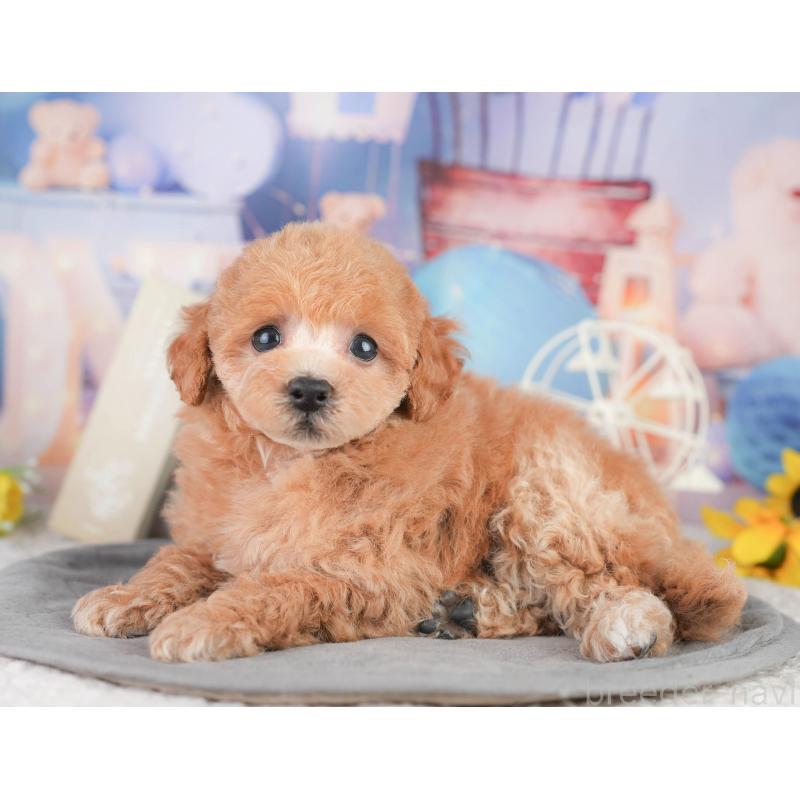 販売中の千葉県のトイプードル-449870の11枚目