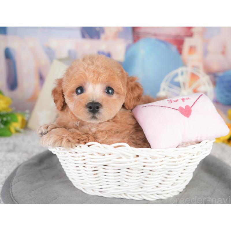 販売中の千葉県のトイプードル-449870の10枚目