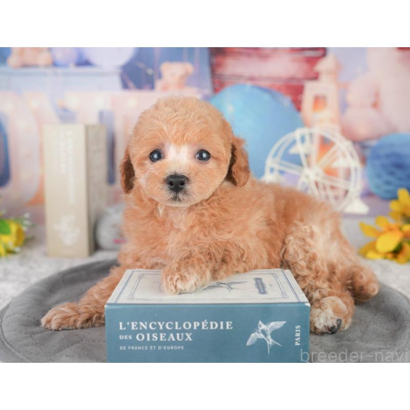 販売中の千葉県のトイプードル-449870の9枚目