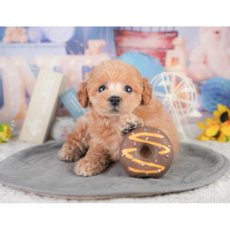 販売中の千葉県のトイプードル-449870の8枚目