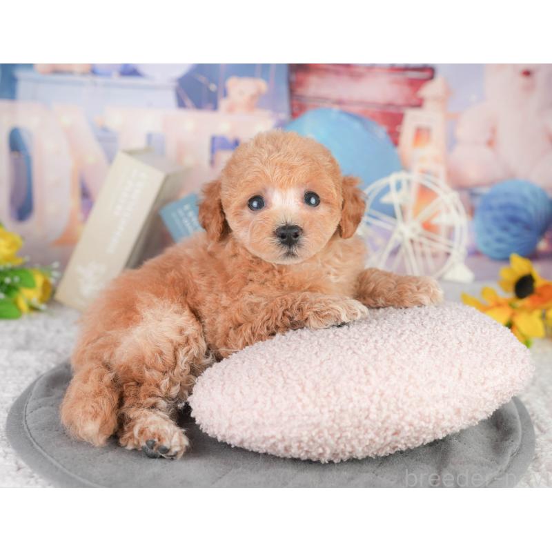 販売中の千葉県のトイプードル-449870の7枚目