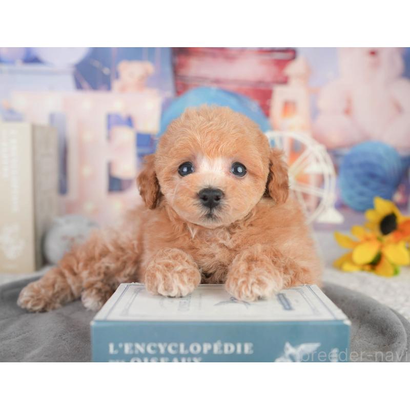 販売中の千葉県のトイプードル-449870の6枚目