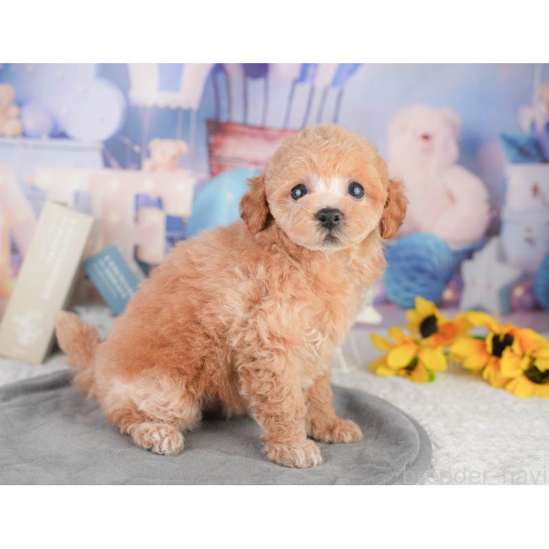 販売中の千葉県のトイプードル-449870の4枚目