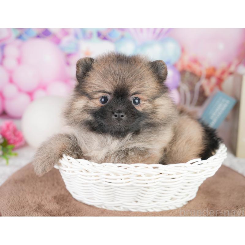 販売中の千葉県のポメラニアン-449867の11枚目