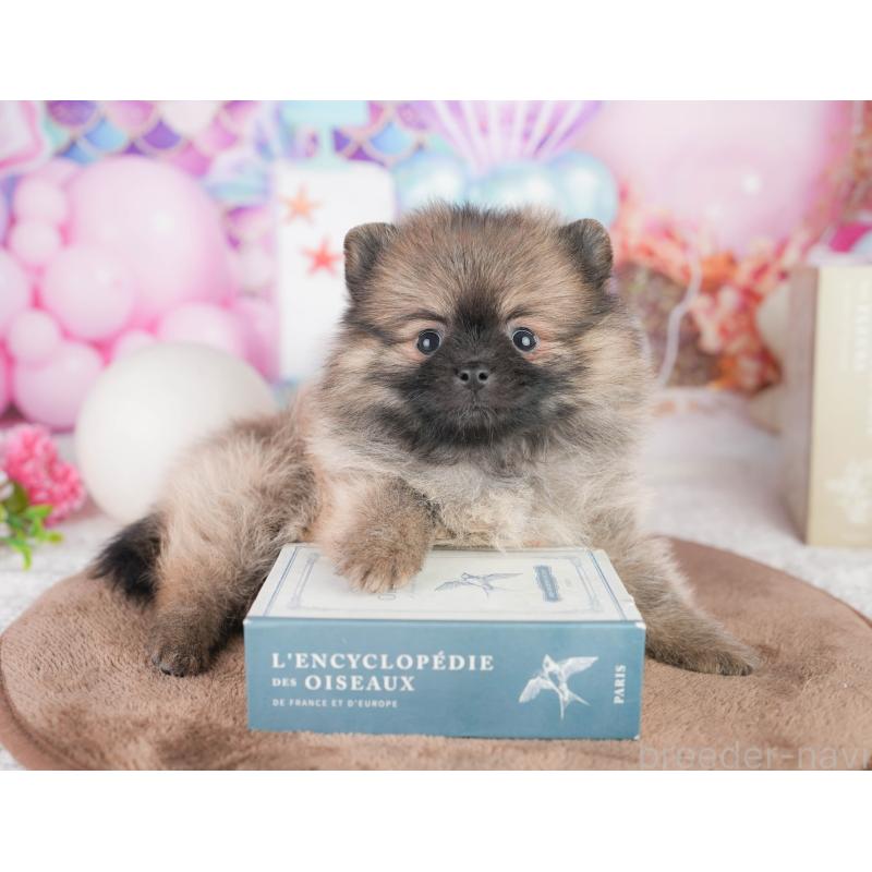 販売中の千葉県のポメラニアン-449867の10枚目