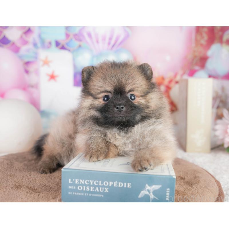 販売中の千葉県のポメラニアン-449867の9枚目