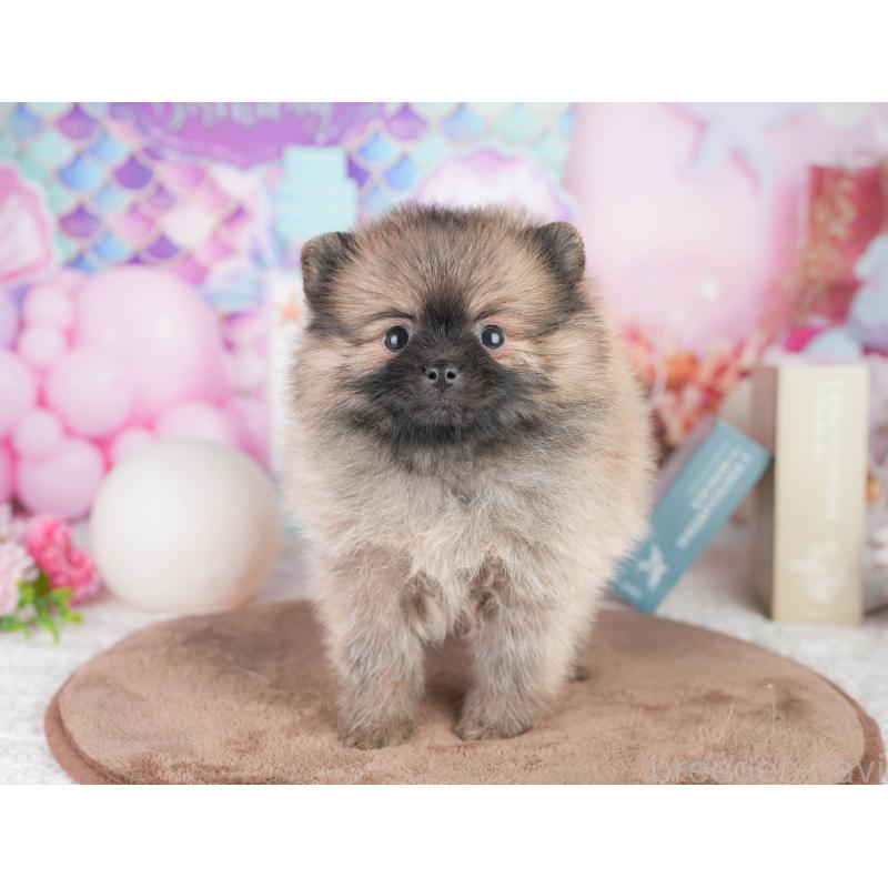 販売中の千葉県のポメラニアン-449867の8枚目