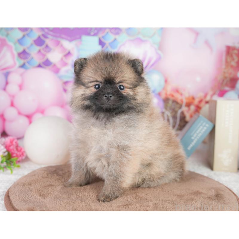 販売中の千葉県のポメラニアン-449867の7枚目