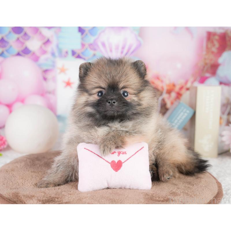 販売中の千葉県のポメラニアン-449867の6枚目