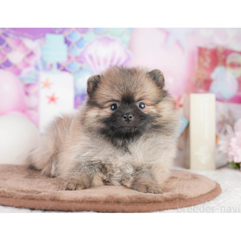 販売中の千葉県のポメラニアン-449867の4枚目
