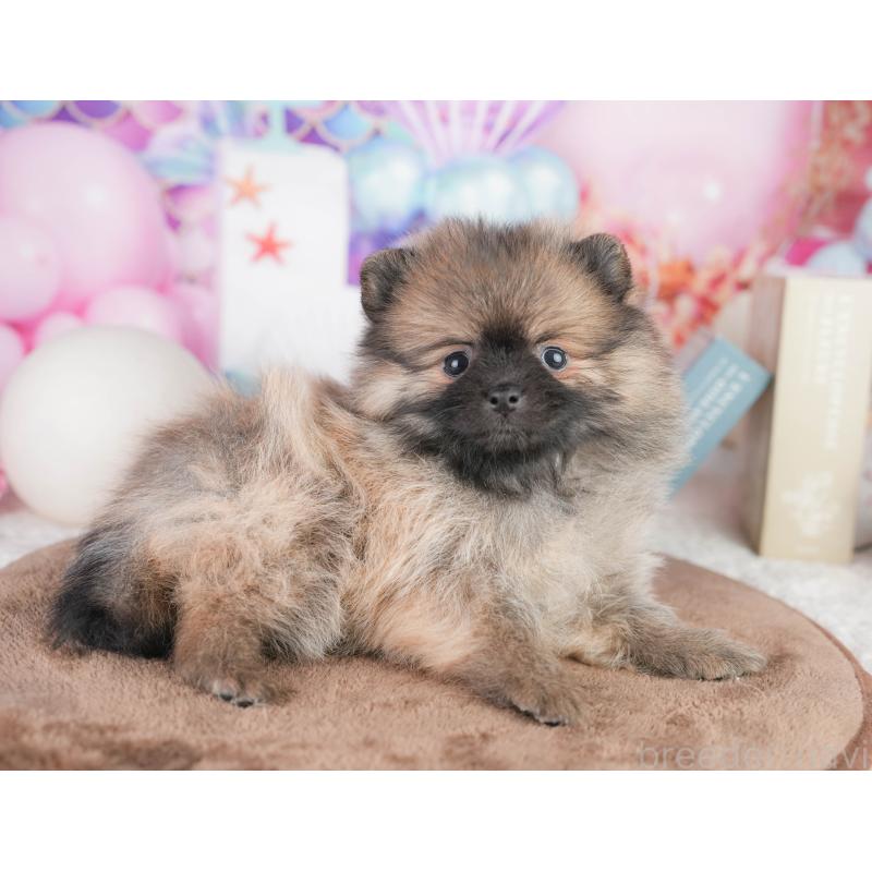 販売中の千葉県のポメラニアン-449867の3枚目