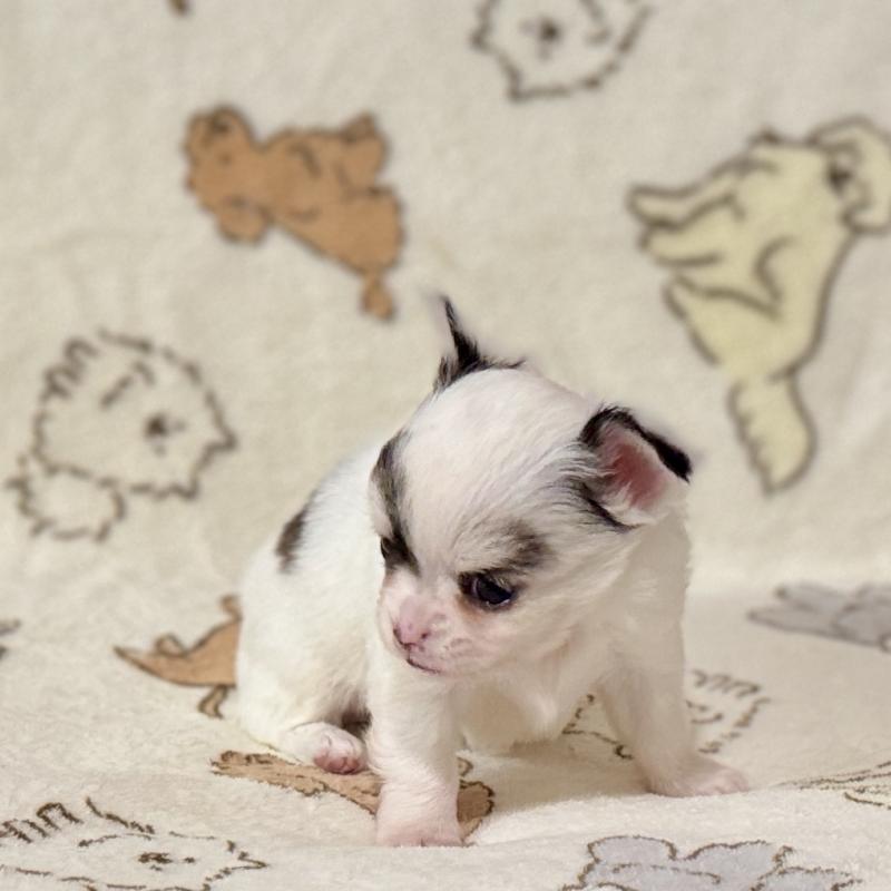 販売中の鹿児島県のチワワ(ロングコート)-449460の10枚目