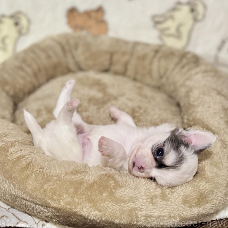 販売中の鹿児島県のチワワ(ロングコート)-449460の9枚目