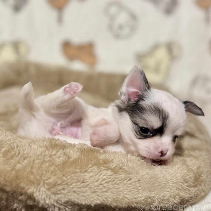 販売中の鹿児島県のチワワ(ロングコート)-449460の8枚目