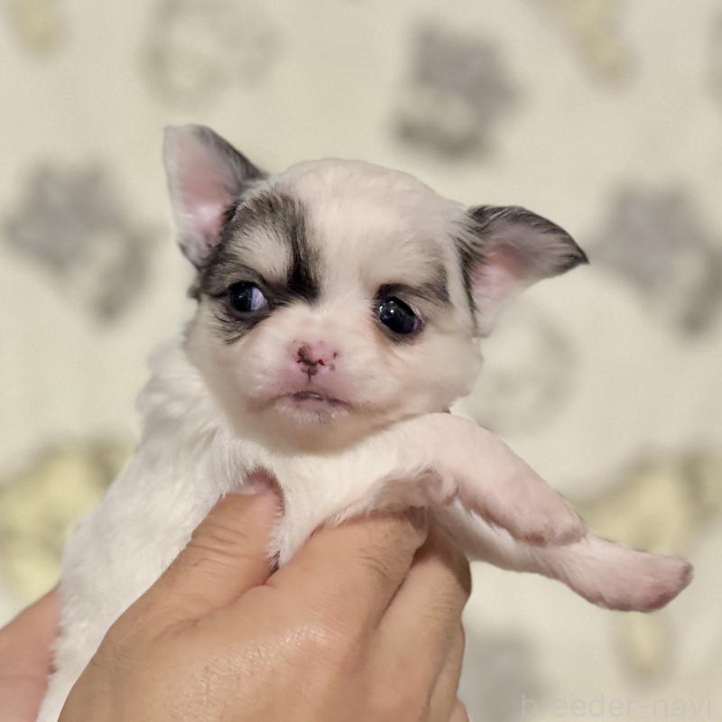 販売中の鹿児島県のチワワ(ロングコート)-449460の7枚目