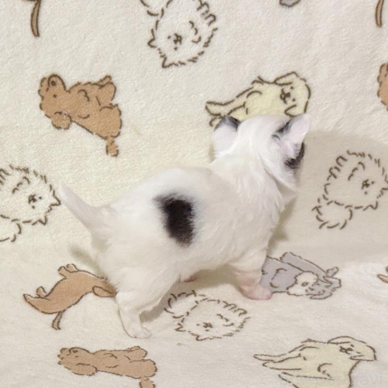 販売中の鹿児島県のチワワ(ロングコート)-449460の6枚目