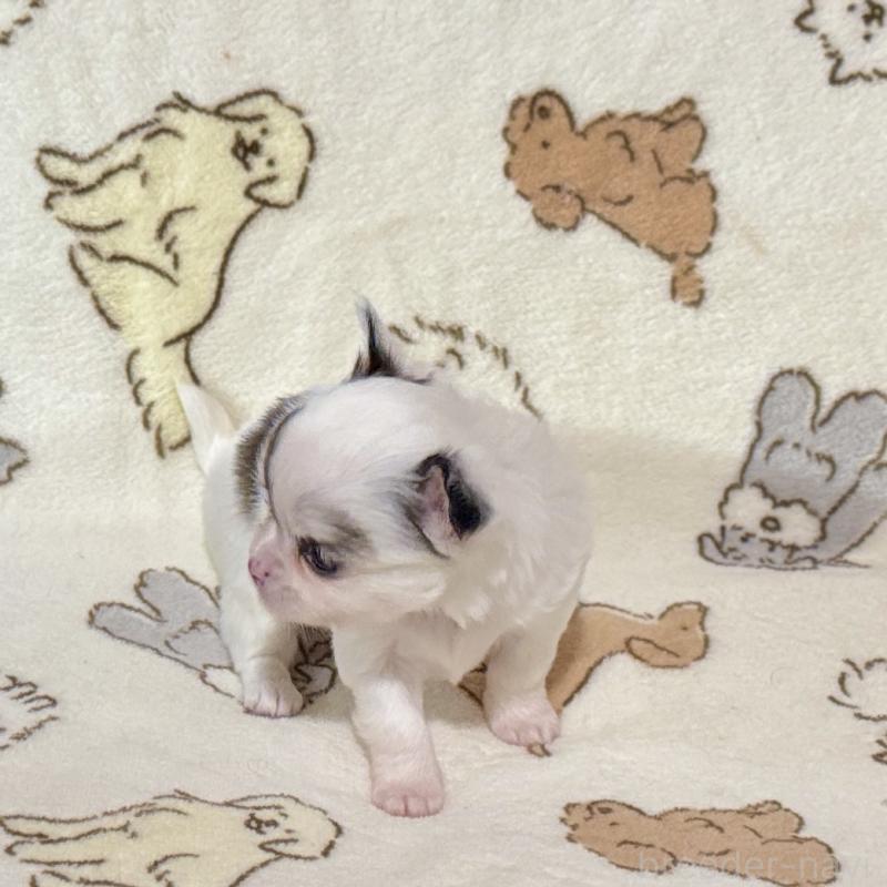 販売中の鹿児島県のチワワ(ロングコート)-449460の5枚目