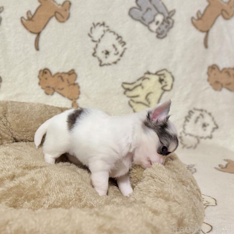 販売中の鹿児島県のチワワ(ロングコート)-449460の4枚目