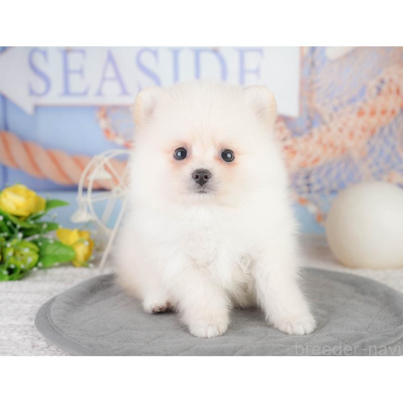 販売中の千葉県のポメラニアン-449866