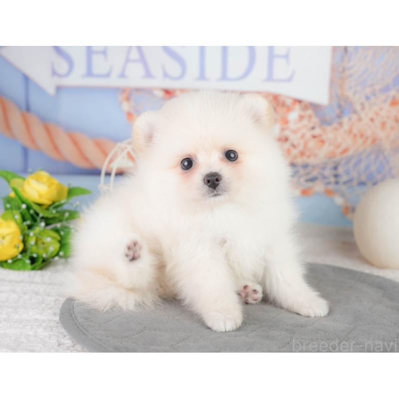 販売中の千葉県のポメラニアン-449866の11枚目