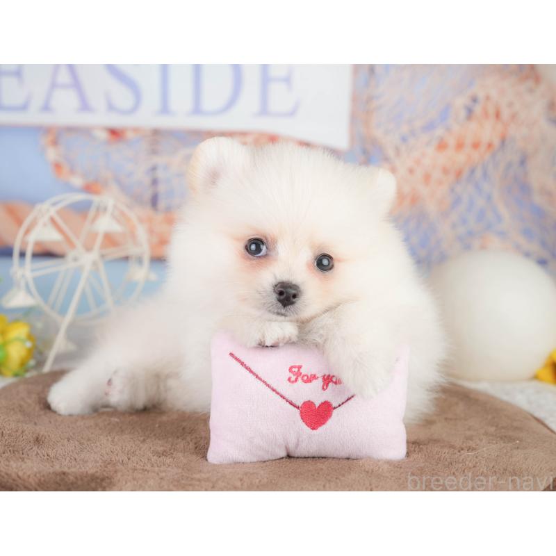 販売中の千葉県のポメラニアン-449866の10枚目