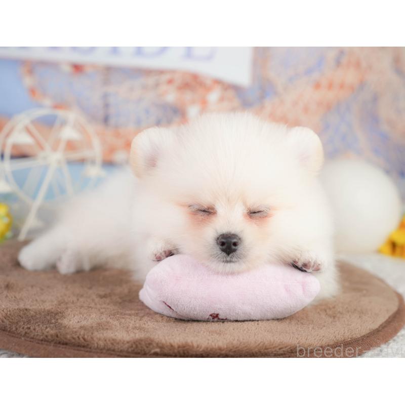 販売中の千葉県のポメラニアン-449866の9枚目