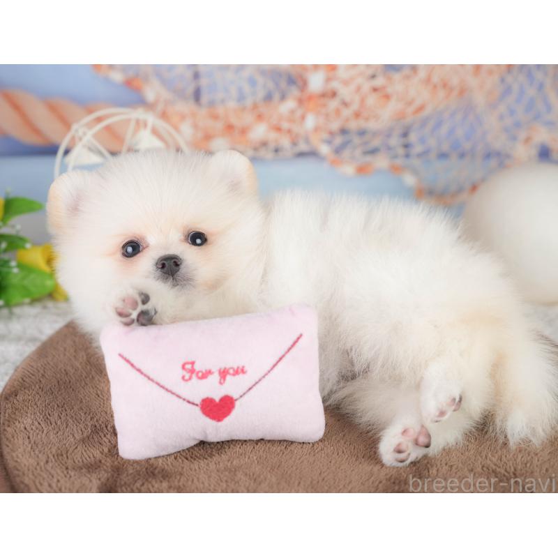 販売中の千葉県のポメラニアン-449866の8枚目