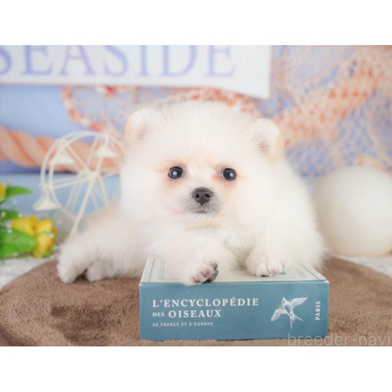 販売中の千葉県のポメラニアン-449866の7枚目