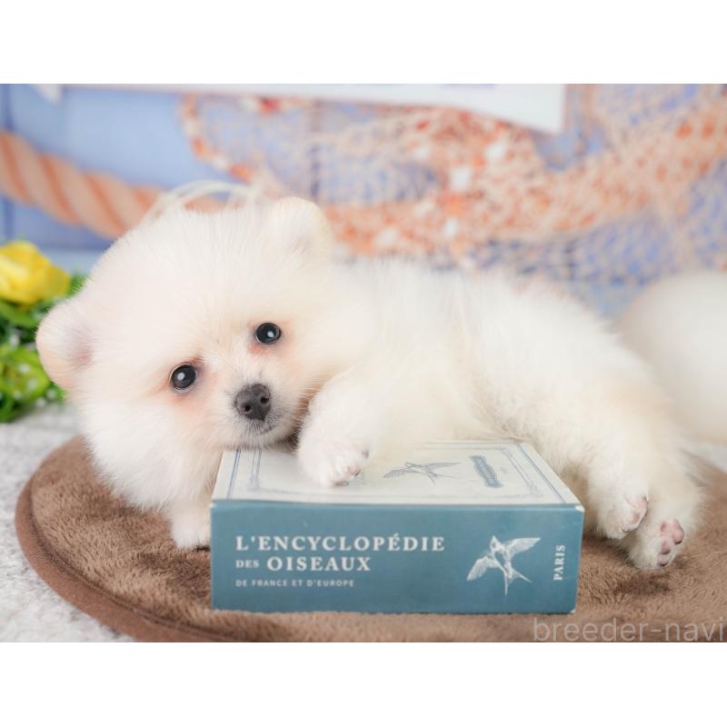 販売中の千葉県のポメラニアン-449866の6枚目